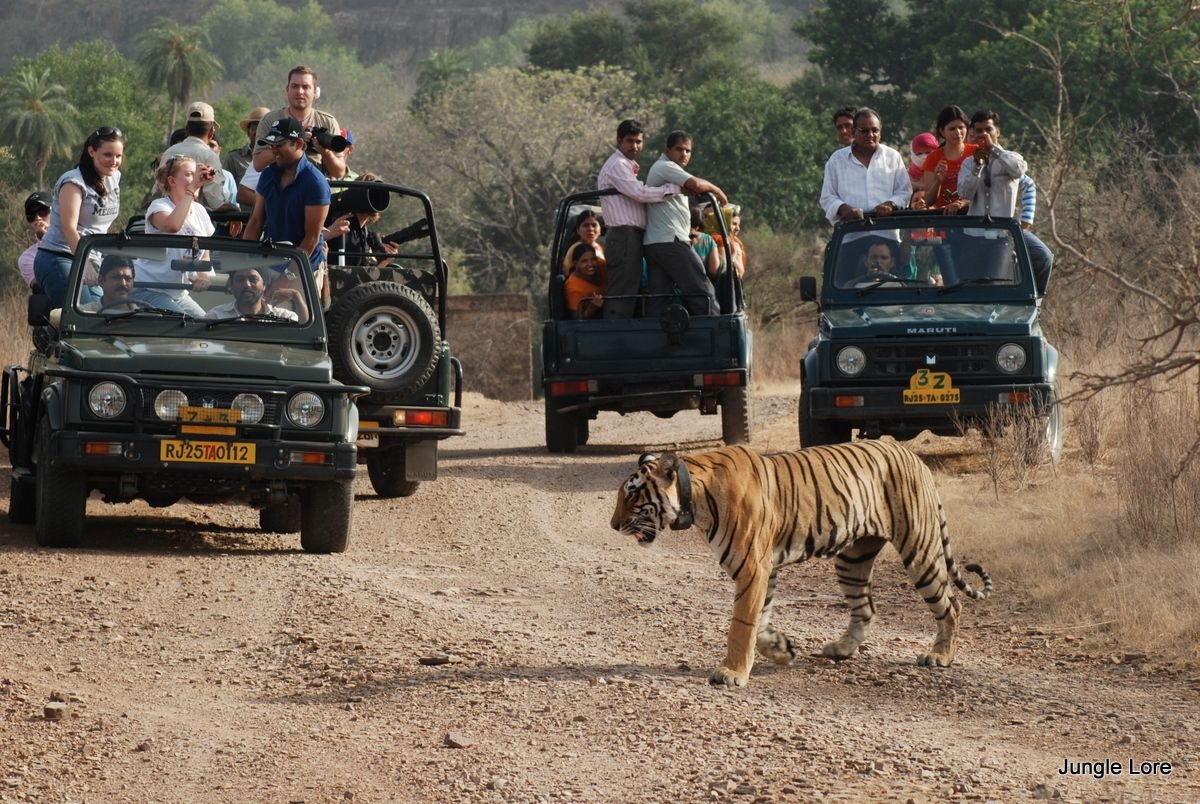 Golden Triangle With Tiger Safari